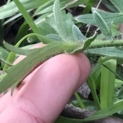 Ranunculus lappaceus at Holt, ACT - 3 Oct 2021 04:37 PM