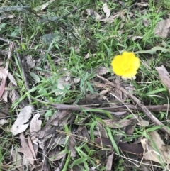 Ranunculus lappaceus at Holt, ACT - 3 Oct 2021