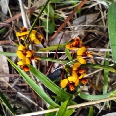 Daviesia leptophylla/mimosoides (Slender Bitter Pea/Bitter Pea) at Corang, NSW - 5 Oct 2021 by LeonieWood