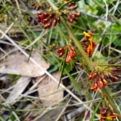 Daviesia leptophylla (Slender Bitter Pea) at Corang, NSW - 5 Oct 2021 by LeonieWood