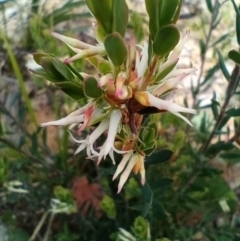 Brachyloma daphnoides (Daphne Heath) at Corang, NSW - 5 Oct 2021 by LeonieWood