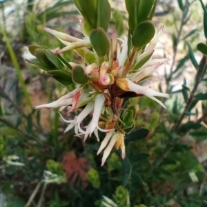 Brachyloma daphnoides at Corang, NSW - 5 Oct 2021 10:24 AM