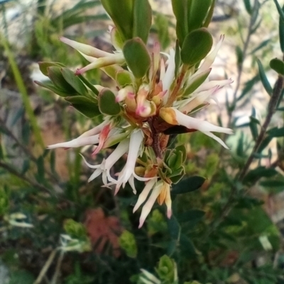 Brachyloma daphnoides (Daphne Heath) at Corang, NSW - 5 Oct 2021 by LeonieWood