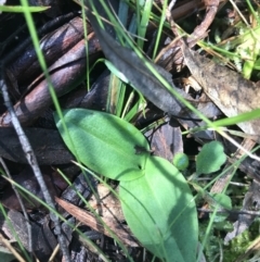 Chiloglottis sp. (A Bird/Wasp Orchid) at Lower Cotter Catchment - 4 Oct 2021 by MattFox