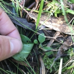 Chiloglottis sp. at Cotter River, ACT - 4 Oct 2021