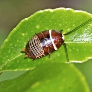 Ellipsidion humerale at Wangi Wangi, NSW - 1 Oct 2018