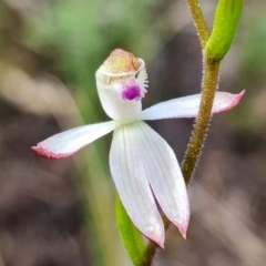 Caladenia moschata (Musky Caps) at Block 402 - 4 Oct 2021 by RobG1