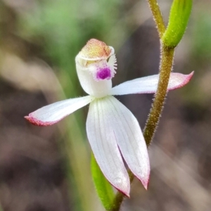 Caladenia moschata at Denman Prospect, ACT - suppressed