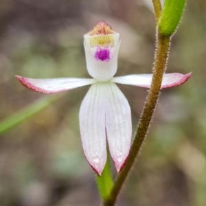 Caladenia moschata at Denman Prospect, ACT - suppressed