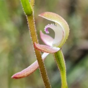 Caladenia moschata at Denman Prospect, ACT - suppressed