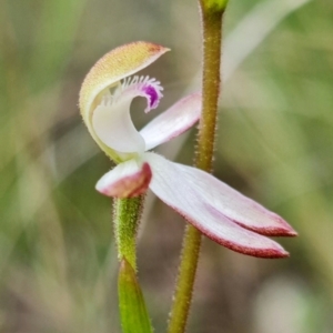 Caladenia moschata at Denman Prospect, ACT - suppressed