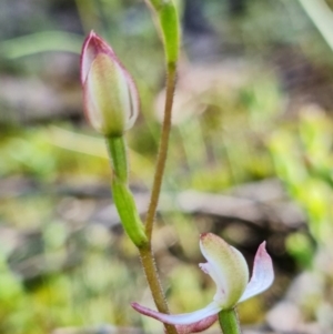 Caladenia moschata at Denman Prospect, ACT - suppressed