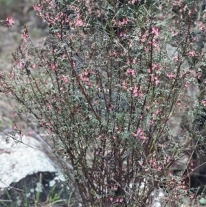 Indigofera adesmiifolia at Kambah, ACT - 3 Oct 2021 03:11 PM