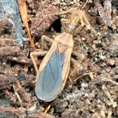 Aradidae sp. (family) (Flat bug) at Molonglo River Reserve - 4 Oct 2021 by tpreston