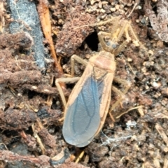 Aradidae sp. (family) at Holt, ACT - 5 Oct 2021