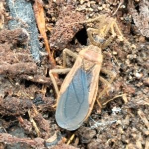 Opistoplatys australasiae at Holt, ACT - 5 Oct 2021 10:15 AM