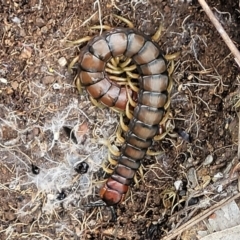 Cormocephalus aurantiipes (Orange-legged Centipede) at Holt, ACT - 5 Oct 2021 by trevorpreston