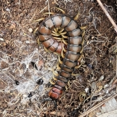 Cormocephalus aurantiipes (Orange-legged Centipede) at Molonglo River Reserve - 5 Oct 2021 by trevorpreston