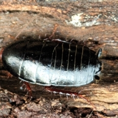 Unidentified Cockroach (Blattodea, several families) (TBC) at Molonglo Valley, ACT - 4 Oct 2021 by tpreston
