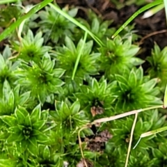 Bryaceae (family) (A moss) at Molonglo Valley, ACT - 5 Oct 2021 by trevorpreston