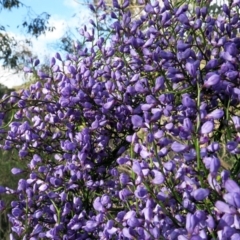 Comesperma volubile (Love Creeper) at Hackett, ACT - 5 Oct 2021 by SRyan