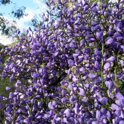 Comesperma volubile (Love Creeper) at Hackett, ACT - 4 Oct 2021 by SRyan