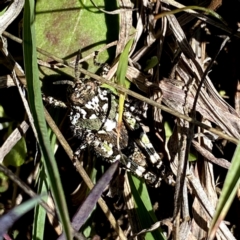 Acrididae sp. (family) (Unidentified Grasshopper) at QPRC LGA - 3 Oct 2021 by Wandiyali