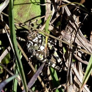 Acrididae sp. (family) at Googong, NSW - 4 Oct 2021