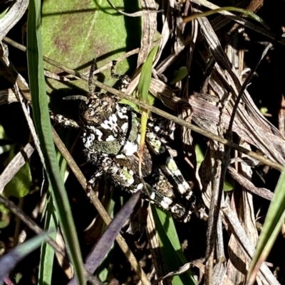 Acrididae sp. (family) (Unidentified Grasshopper) at QPRC LGA - 3 Oct 2021 by Wandiyali