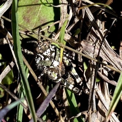 Acrididae sp. (family) (Unidentified Grasshopper) at Googong, NSW - 4 Oct 2021 by Wandiyali