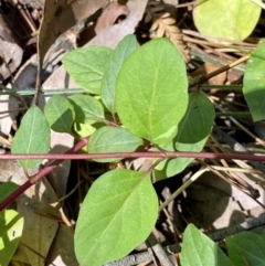 Lonicera japonica at Monga, NSW - 5 Oct 2021