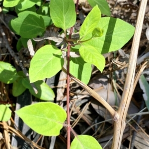 Lonicera japonica at Monga, NSW - 5 Oct 2021