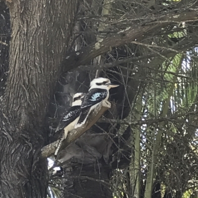 Dacelo novaeguineae (Laughing Kookaburra) at Evans Head, NSW - 5 Oct 2021 by AliClaw