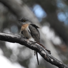 Cacomantis flabelliformis (Fan-tailed Cuckoo) at Morton National Park - 3 Oct 2021 by GlossyGal