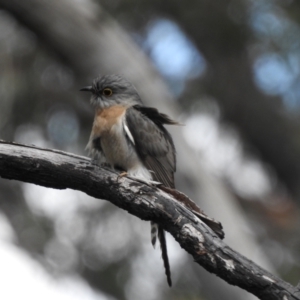 Cacomantis flabelliformis at Bundanoon, NSW - 3 Oct 2021