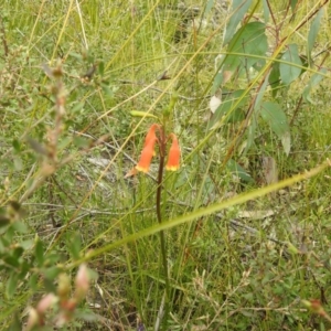 Blandfordia nobilis at Bundanoon, NSW - suppressed