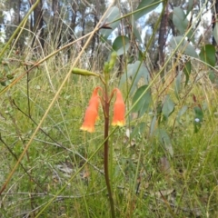 Blandfordia nobilis at Bundanoon, NSW - 3 Oct 2021
