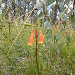 Blandfordia nobilis at Bundanoon, NSW - 3 Oct 2021