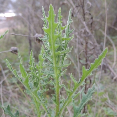 Senecio bathurstianus (Rough Fireweed) at Conder, ACT - 17 Sep 2021 by michaelb