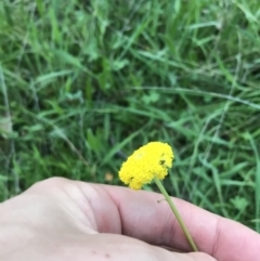 Craspedia variabilis (Common Billy Buttons) at Symonston, ACT - 1 Oct 2021 by Tapirlord