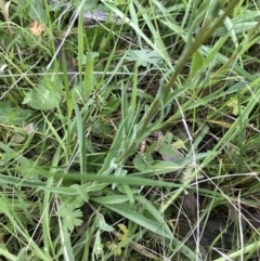 Craspedia variabilis at Red Hill Nature Reserve - 1 Oct 2021