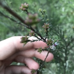 Kunzea parvifolia (Violet Kunzea) at Red Hill Nature Reserve - 1 Oct 2021 by Tapirlord