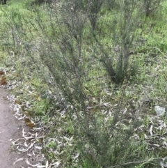 Kunzea parvifolia at Garran, ACT - 1 Oct 2021