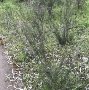 Kunzea parvifolia at Garran, ACT - 1 Oct 2021