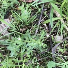 Leptorhynchos squamatus subsp. squamatus (Scaly Buttons) at Red Hill Nature Reserve - 1 Oct 2021 by Tapirlord