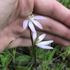 Caladenia carnea (Pink fingers) at Garran, ACT - 1 Oct 2021 by Tapirlord
