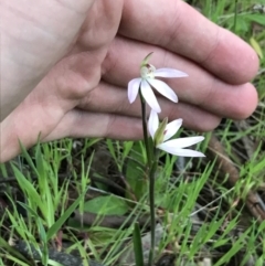 Caladenia carnea at Red Hill Nature Reserve - 1 Oct 2021