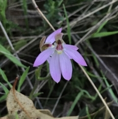 Caladenia carnea (Pink fingers) at Symonston, ACT - 1 Oct 2021 by Tapirlord