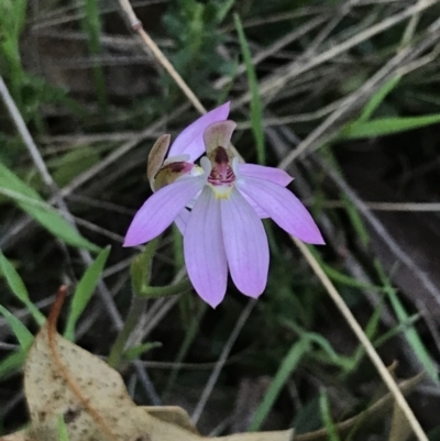 Caladenia carnea (Pink Fingers) at Symonston, ACT - 1 Oct 2021 by Tapirlord