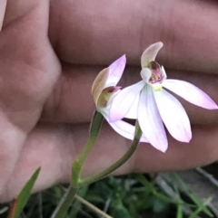 Caladenia carnea at Symonston, ACT - 1 Oct 2021